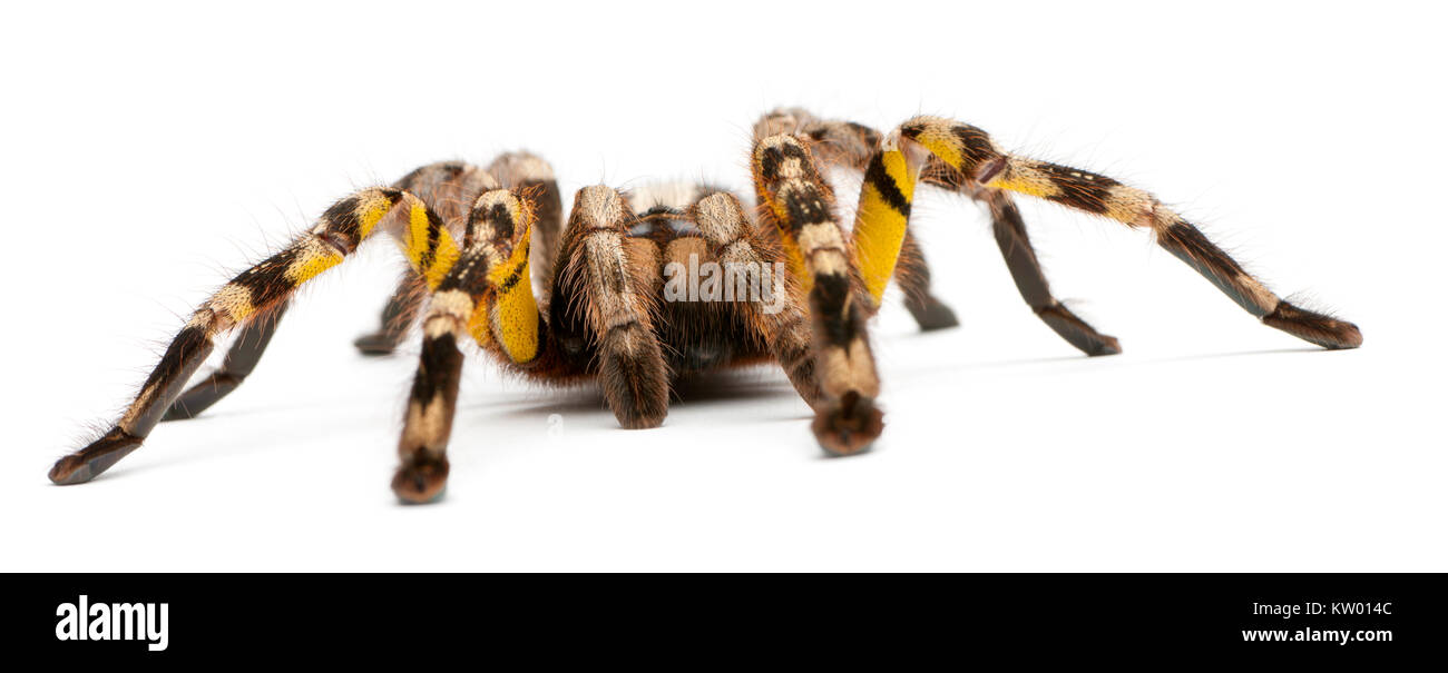 Tarantula spider, Poecilotheria fasciata, in front of white background Banque D'Images