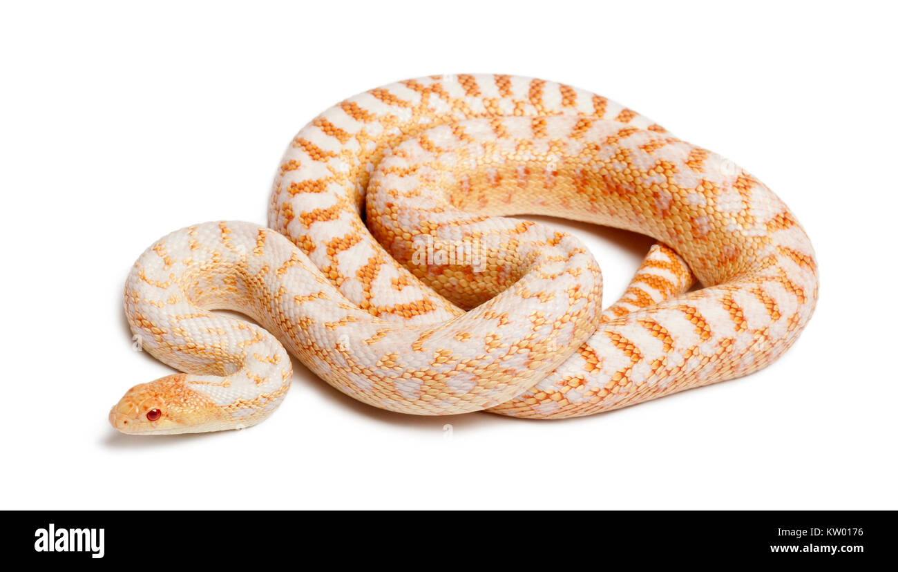 Les albinos Pacifique couleuvre ou autre couleuvre, pituophis catenifer annectans applegate, in front of white background Banque D'Images