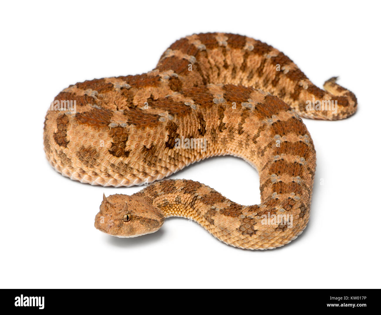 Saharienne - vipère à cornes Cerastes cerastes, toxiques, fond blanc Banque D'Images