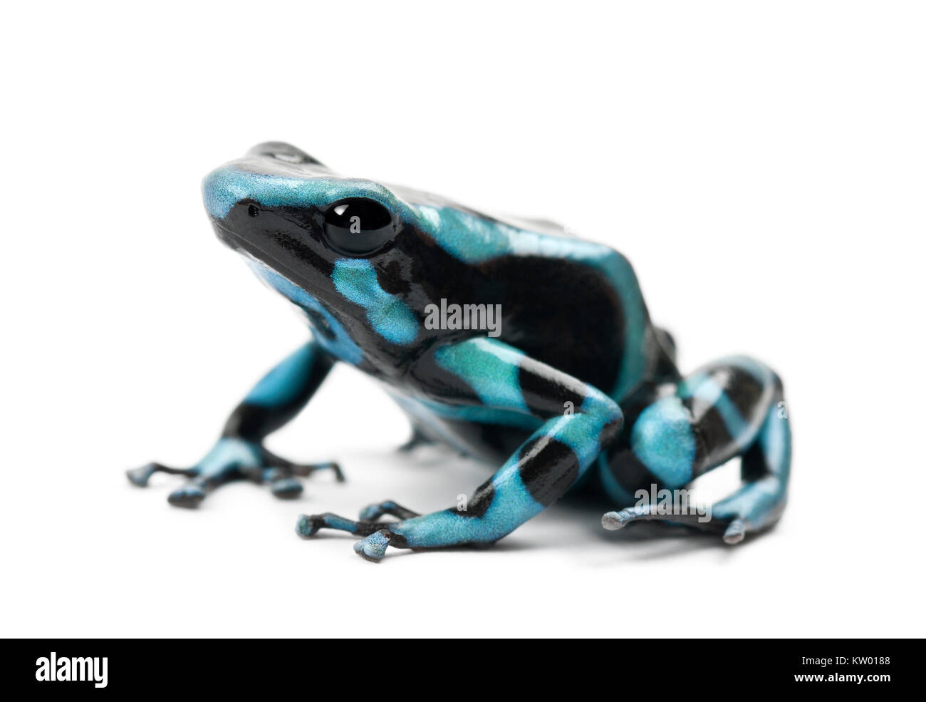 Green and Black Poison Dart Frog ou le vert et noir Poison Arrow Frog, Dendrobates auratus, against white background Banque D'Images