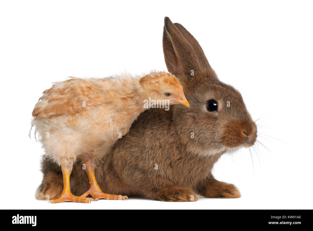 Chick debout à côté de lapin contre fond blanc Banque D'Images