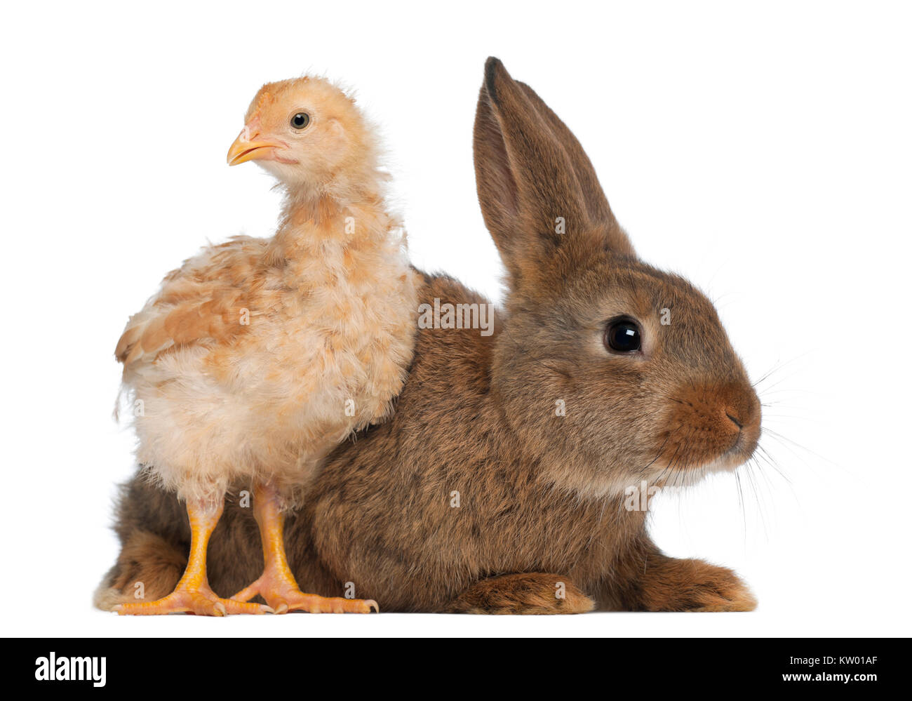 Chick debout à côté de lapin contre fond blanc Banque D'Images