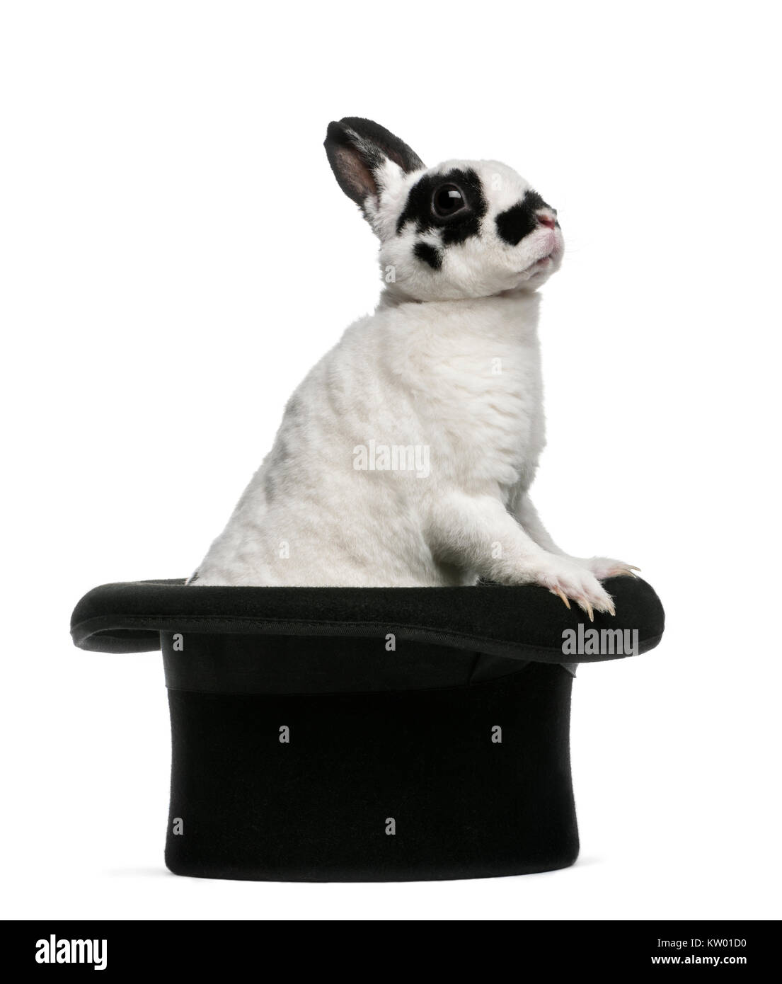 Lapin dalmatien debout dans un top hat Banque D'Images