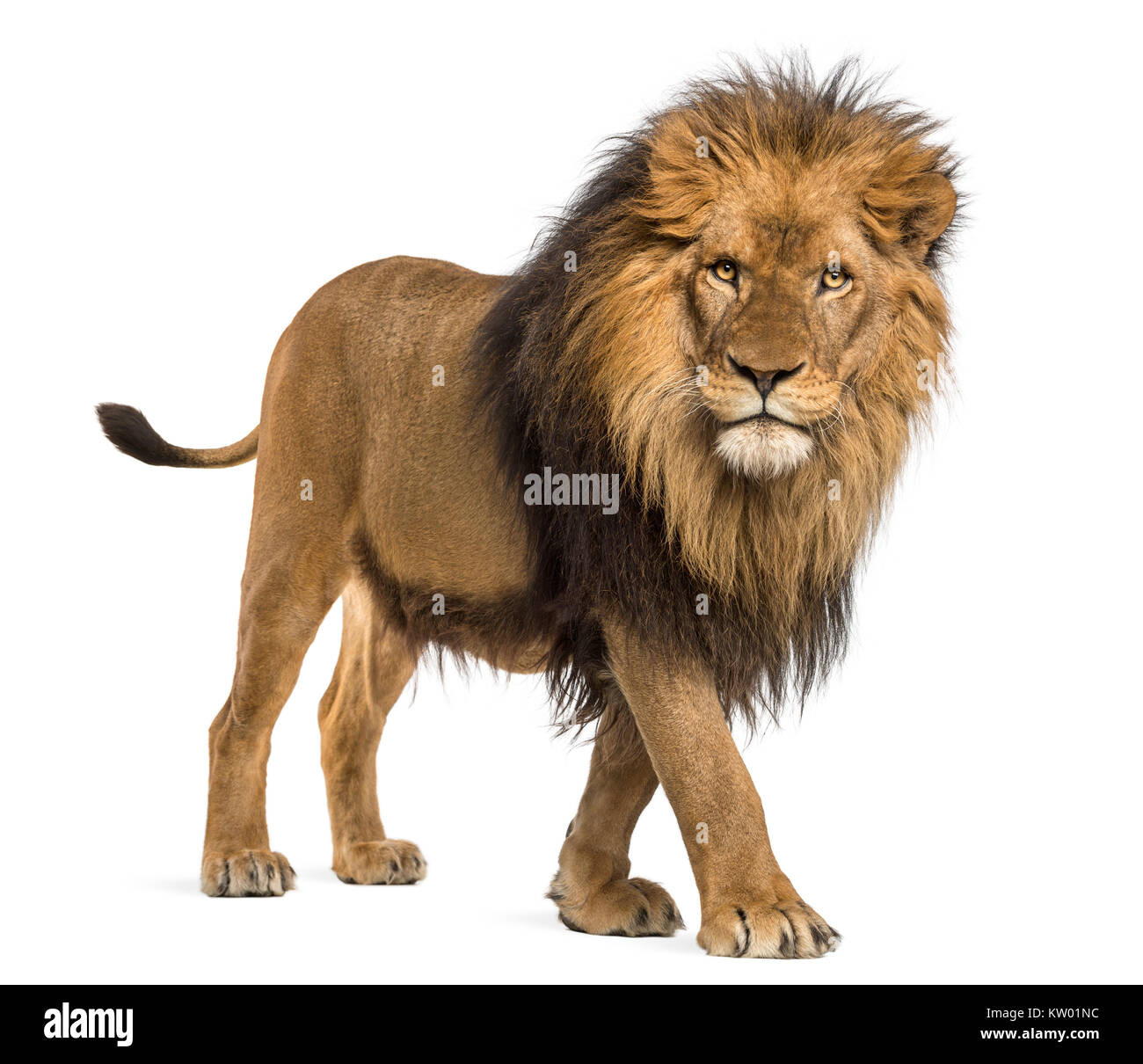 Vue latérale d'un lion, regardant la caméra, Panthera leo, 10 ans, isolated on white Banque D'Images