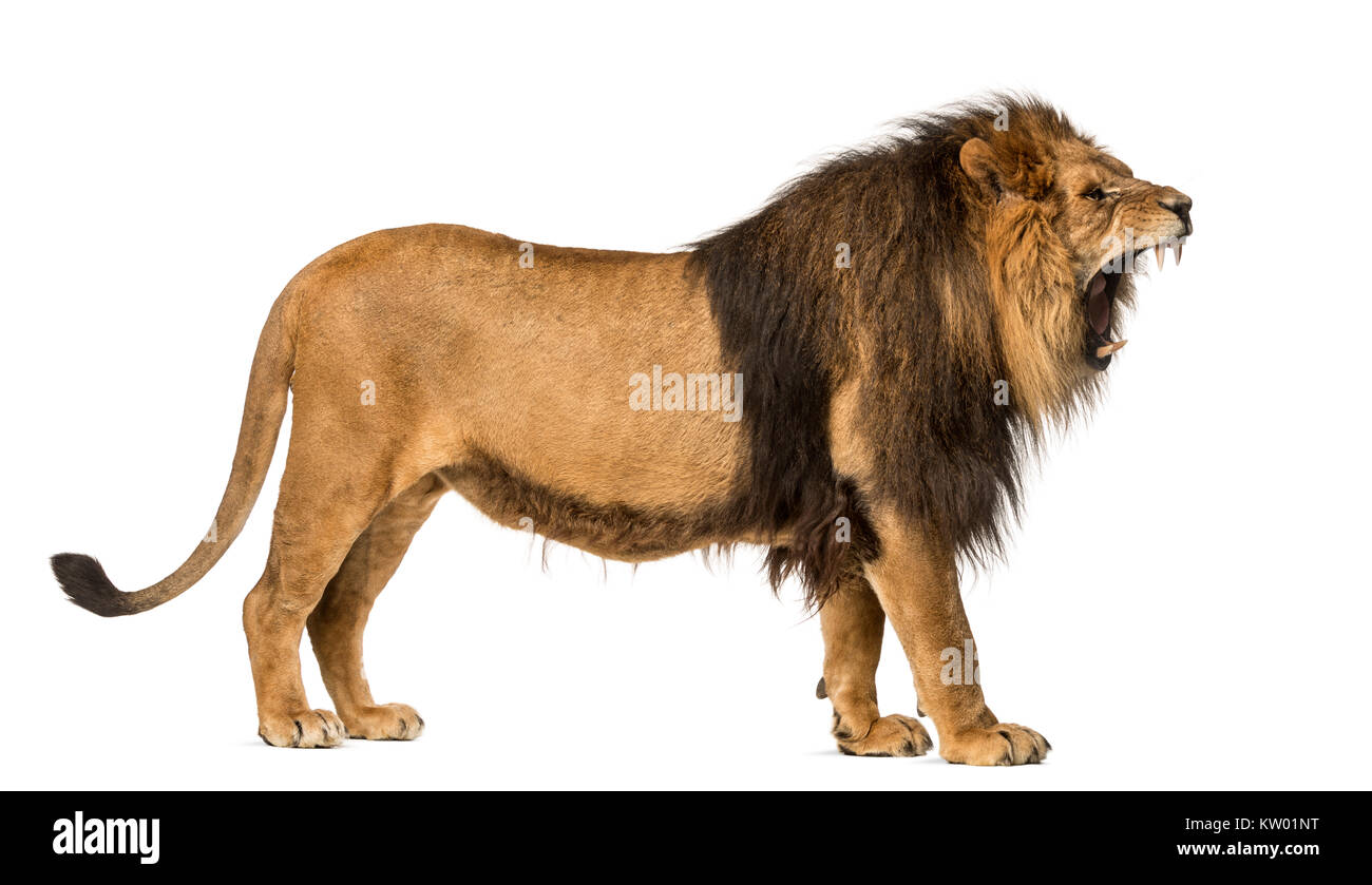 Vue latérale d'un lion rugissant, comité permanent, Panthera leo, 10 ans, isolated on white Banque D'Images