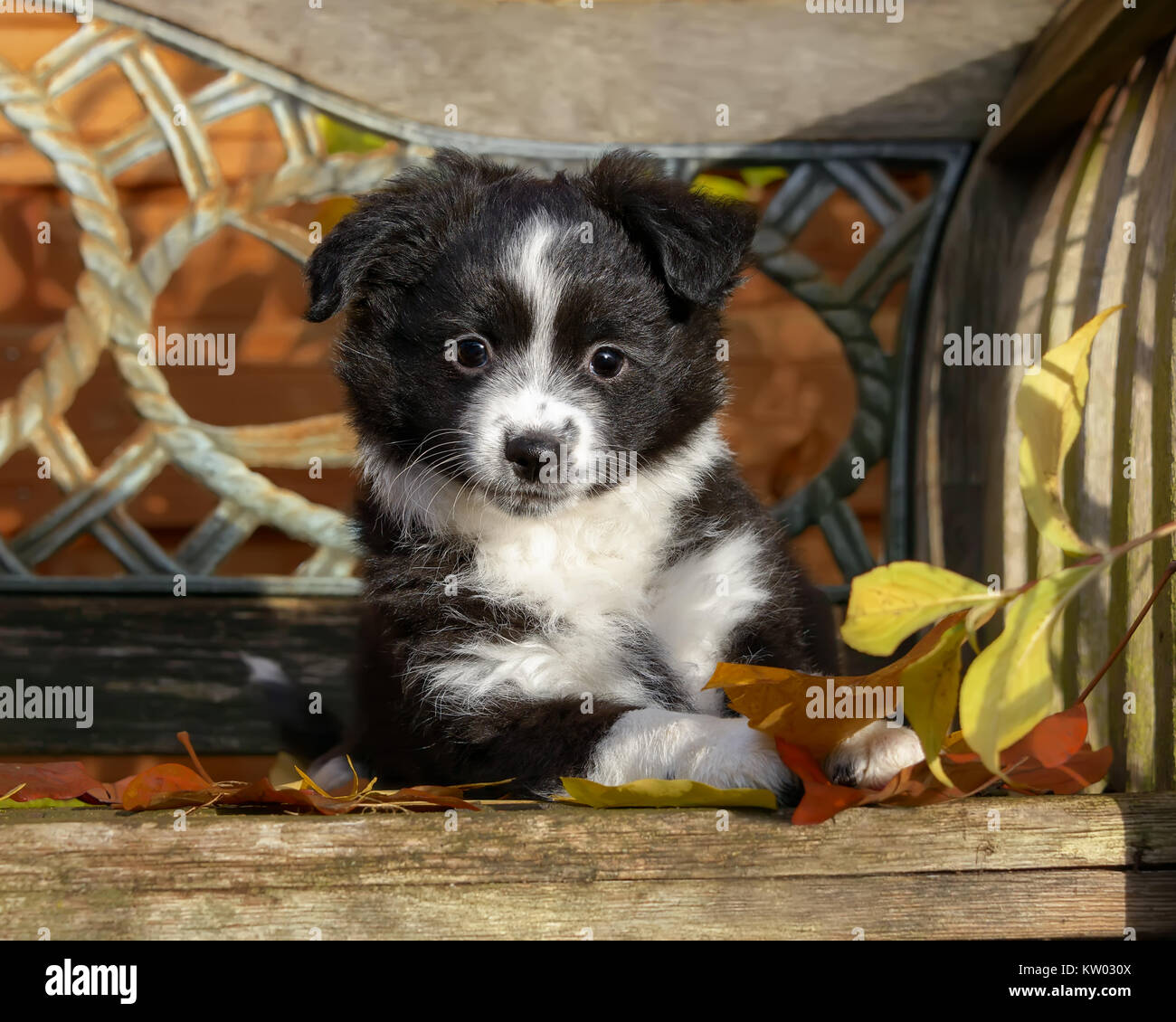Jolies jeunes bi-couleur noir américain Miniature Shepherd Dog puppy sur un banc en bois, une race de chiens intelligents également appelé Berger Australien Miniature. Banque D'Images