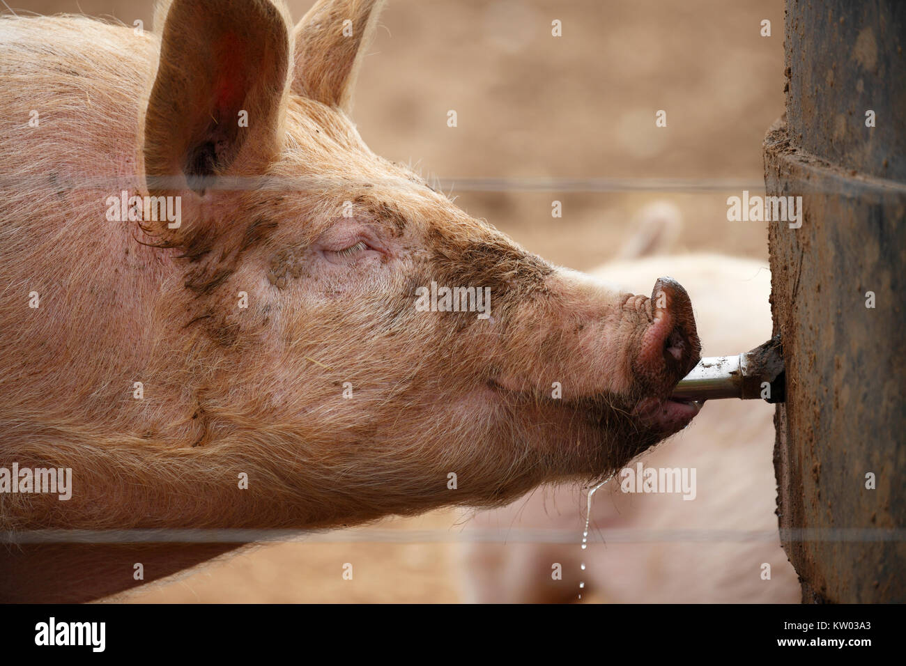 Profil d'un cochon de l'eau potable. Banque D'Images