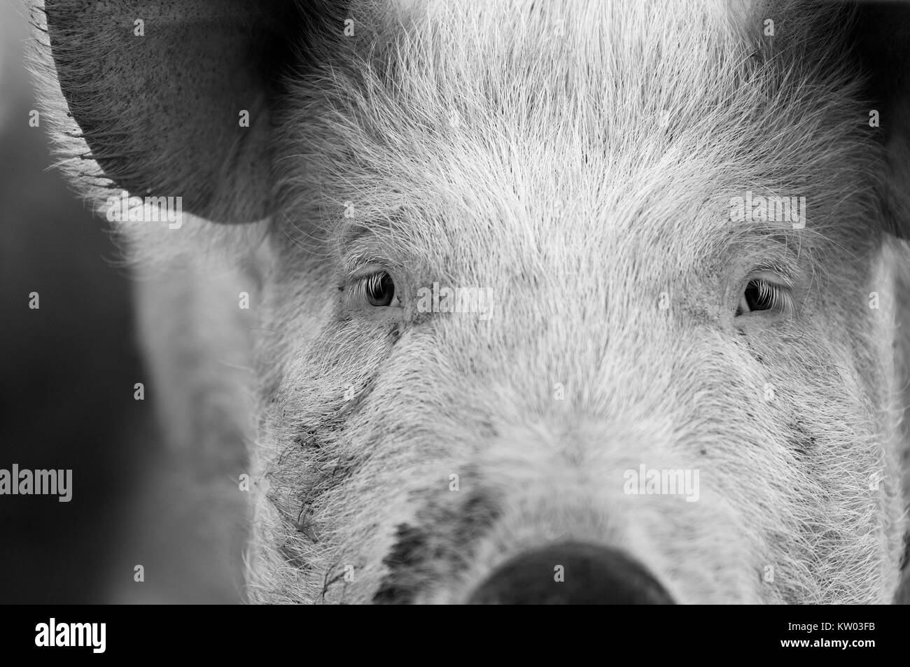 Portrait d'un visage de cochon. Banque D'Images