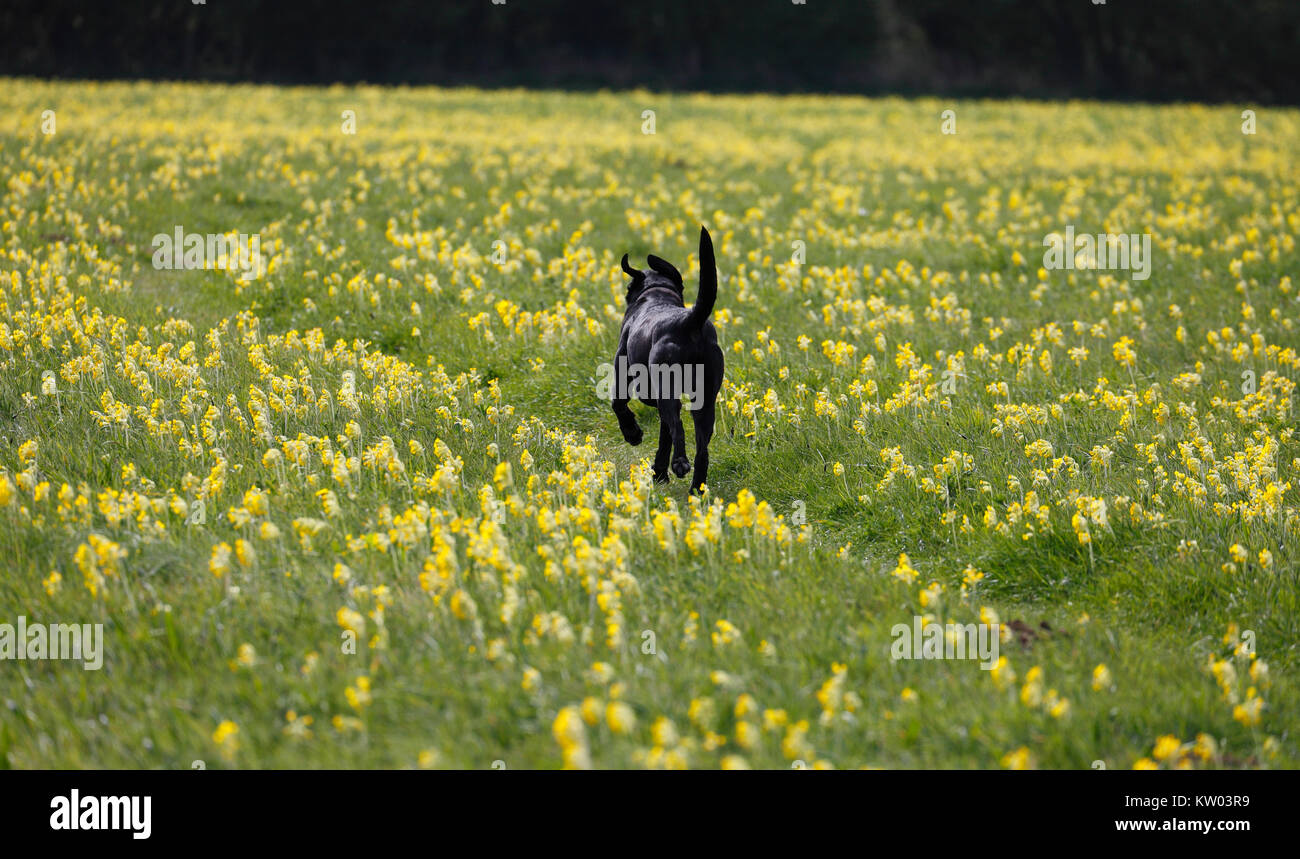 Un Labrador noir qui traverse un champ de. cowslips Banque D'Images