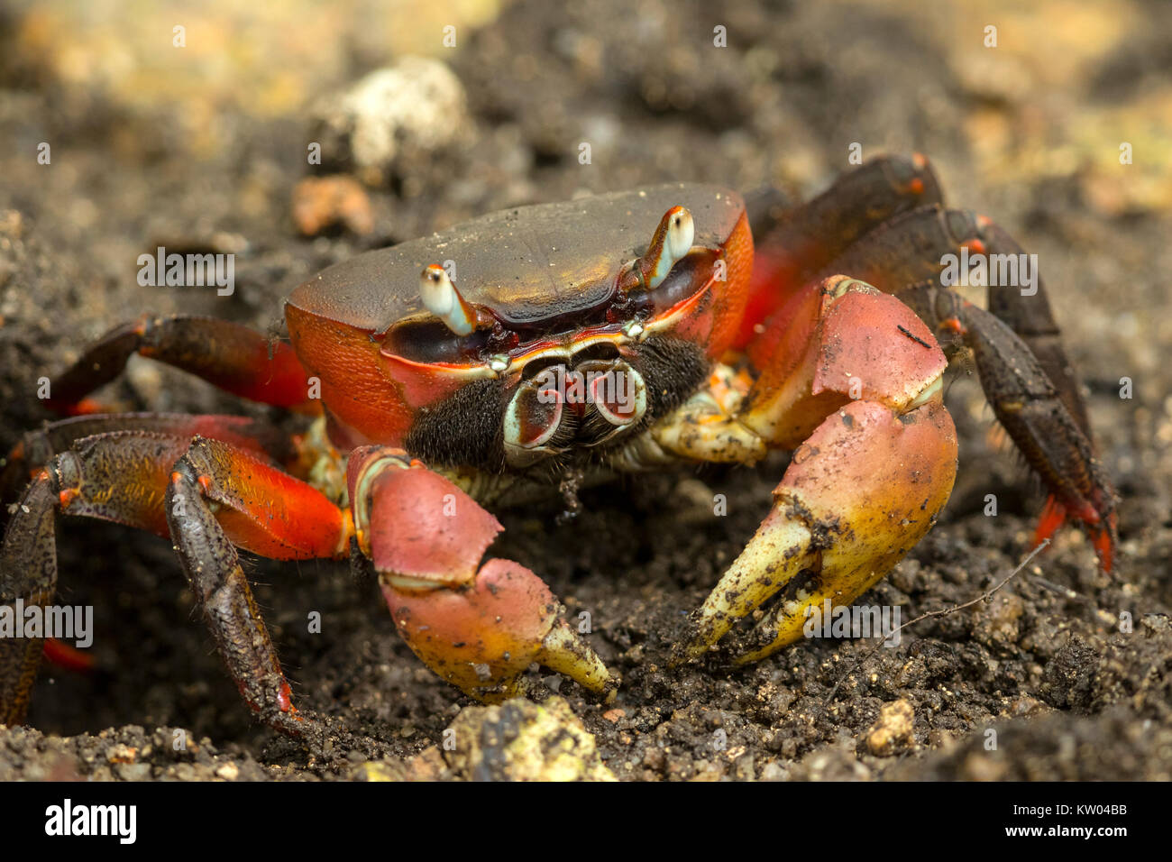 Terre brune (Cardisoma carnifex) Crabe, crabe Gecarcinidae, châtaigne, Red-griffe crabe Banque D'Images