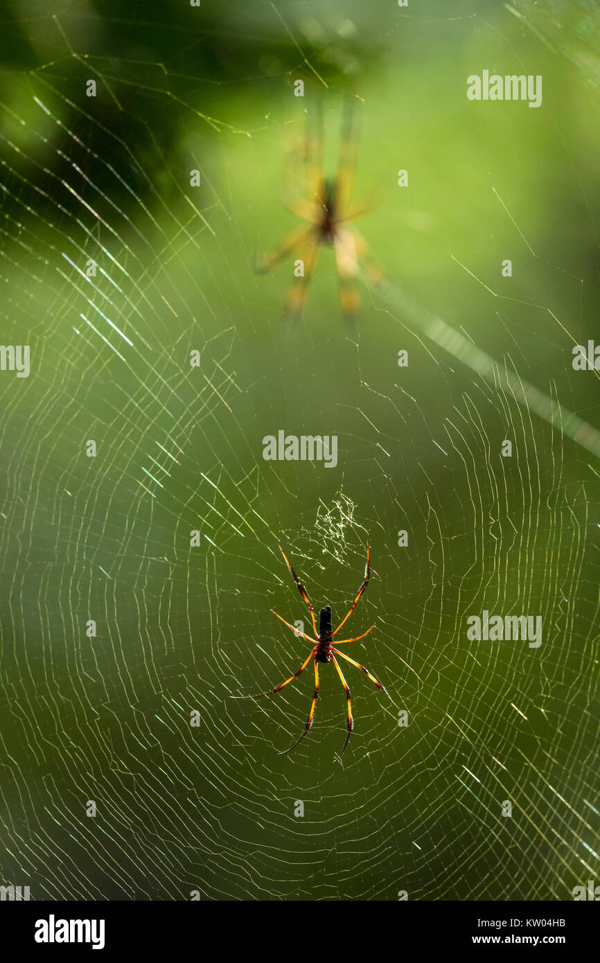 Red-legged Globe Doré-Spider web (Nephila inaurata madagascariensis). Araignée Nephila inaurata (Palm), (Tetragnathidae), Banque D'Images