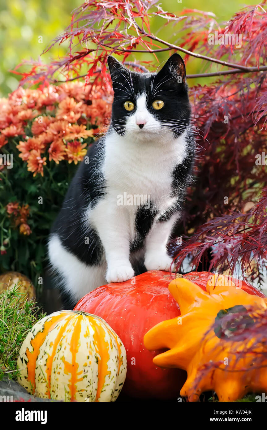 Un chat bicolore noir-blanc, European Shorthair, debout sur la citrouille, comme un spot d'observation, et observant curieusement le jardin d'automne, de l'Allemagne. Banque D'Images