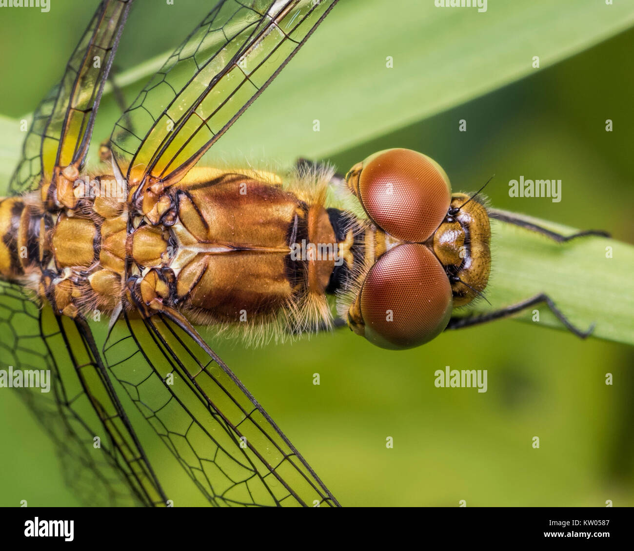 Dard commun (Sympetrum striolatum femelle libellule) vue dorsale des yeux et le thorax. Cabragh Les zones humides, Thurles, Tipperary, Irlande. Banque D'Images