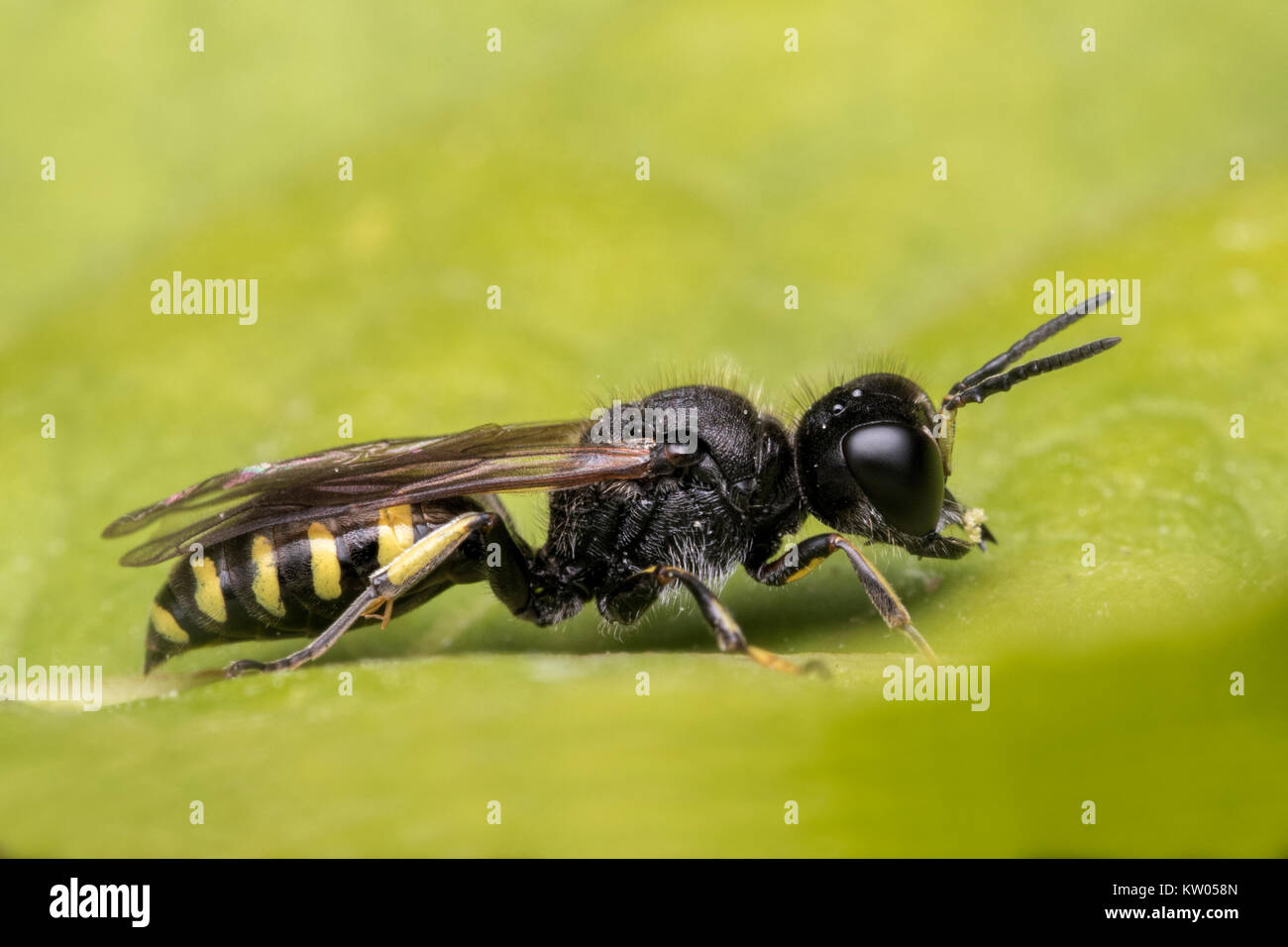 Wasp (mâle sable Ectemnius lapidarius) reposant sur une feuille. Cabragh Les zones humides, Thurles, Tipperary, Irlande. Banque D'Images
