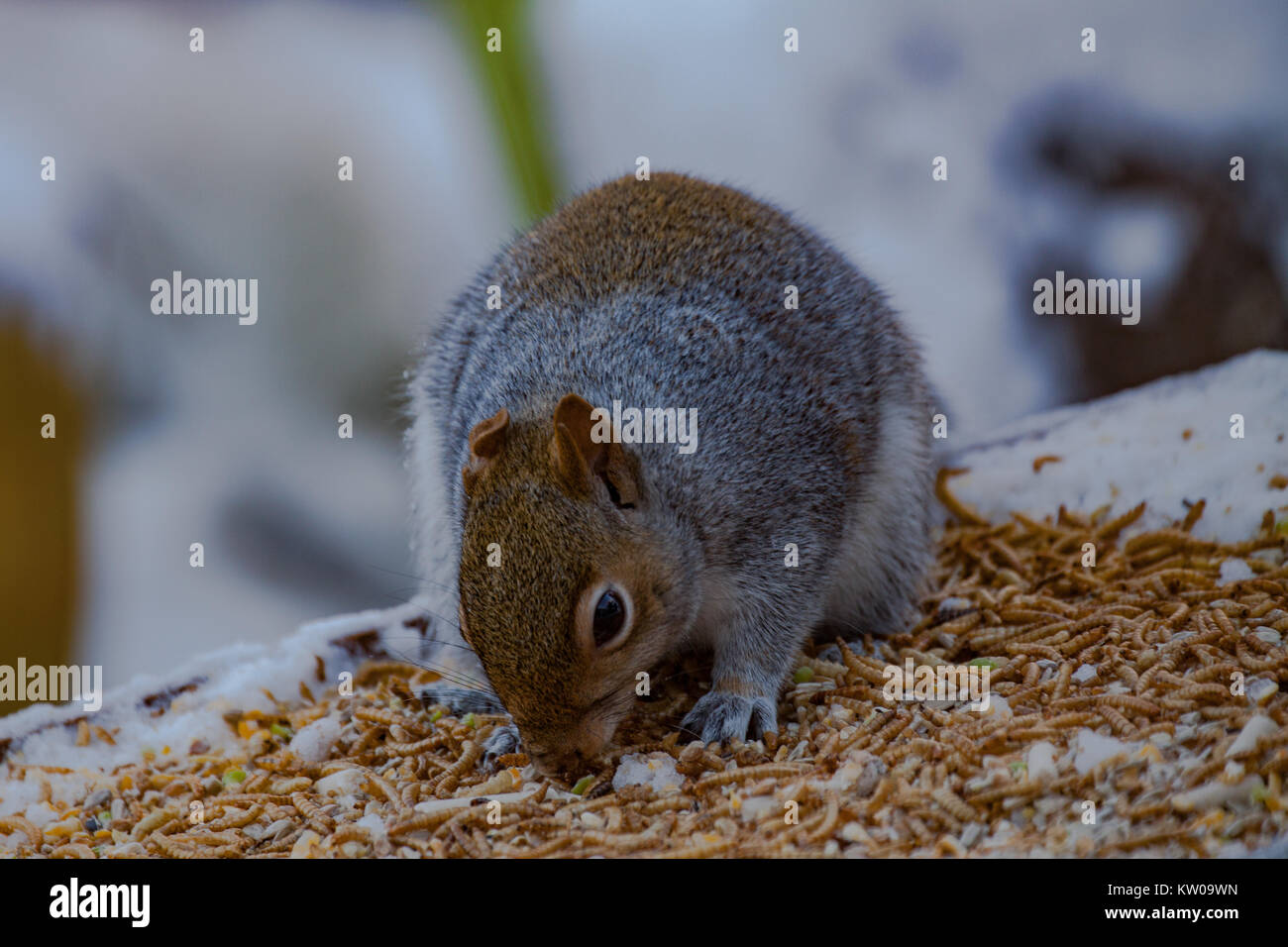 L'écureuil gris Sciurus carolinensis. Seul adulte sur le tableau d'oiseaux couverts de neige. UK Banque D'Images