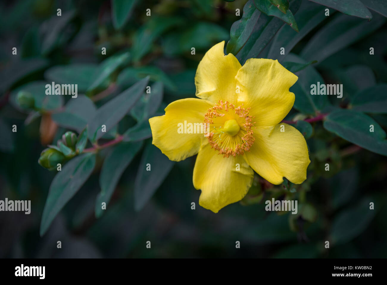 Une fleur unique d'Hypericum perforatum ou conjoint de Saint John's wort, est un végétal de la famille Hypericaceae Banque D'Images