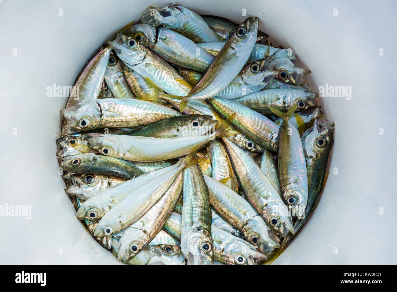 Scull surpris en action de pêche se trouve dans une benne blanche, des poissons fraîchement pêchés Banque D'Images