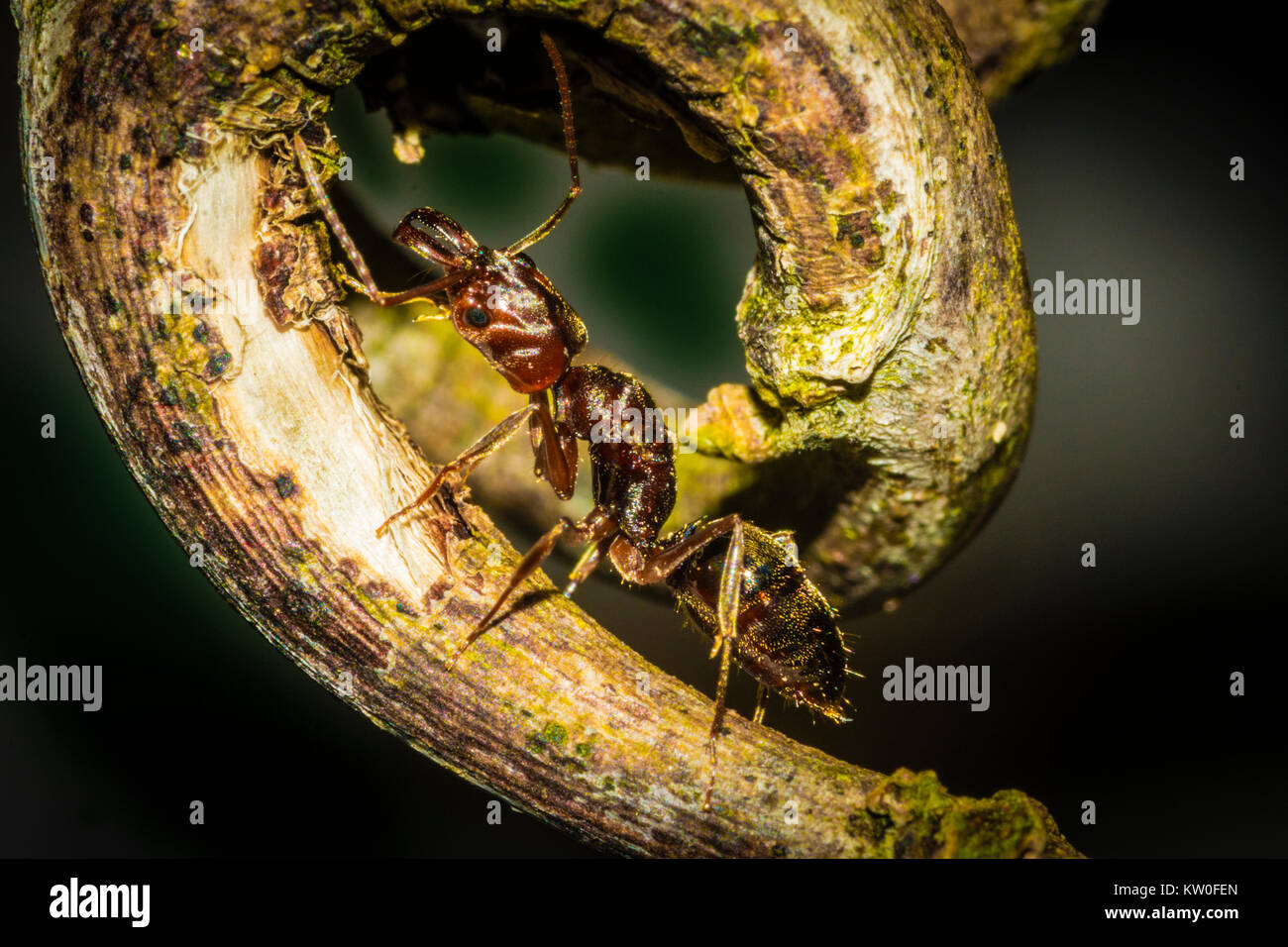 Une fourmi de feu explore une plante. Banque D'Images