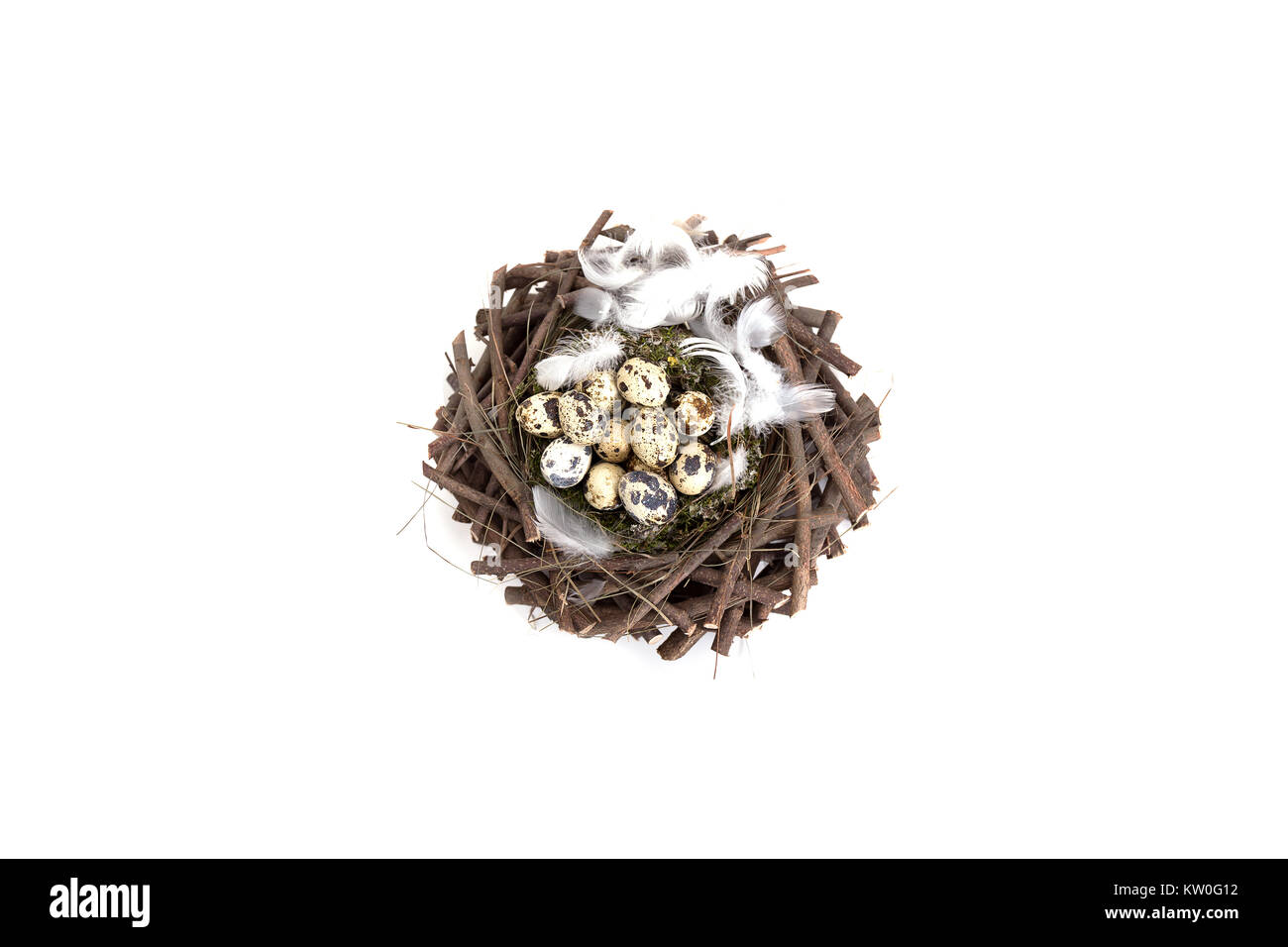 Des oeufs de cailles dans un nid avec des isolé Banque D'Images