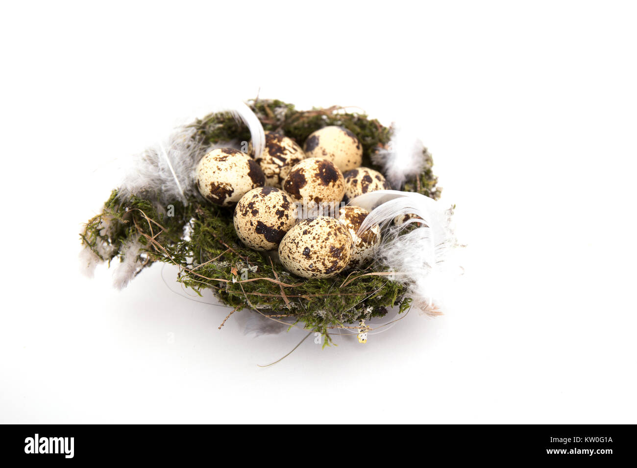 Des oeufs de cailles dans un nid avec des isolé Banque D'Images