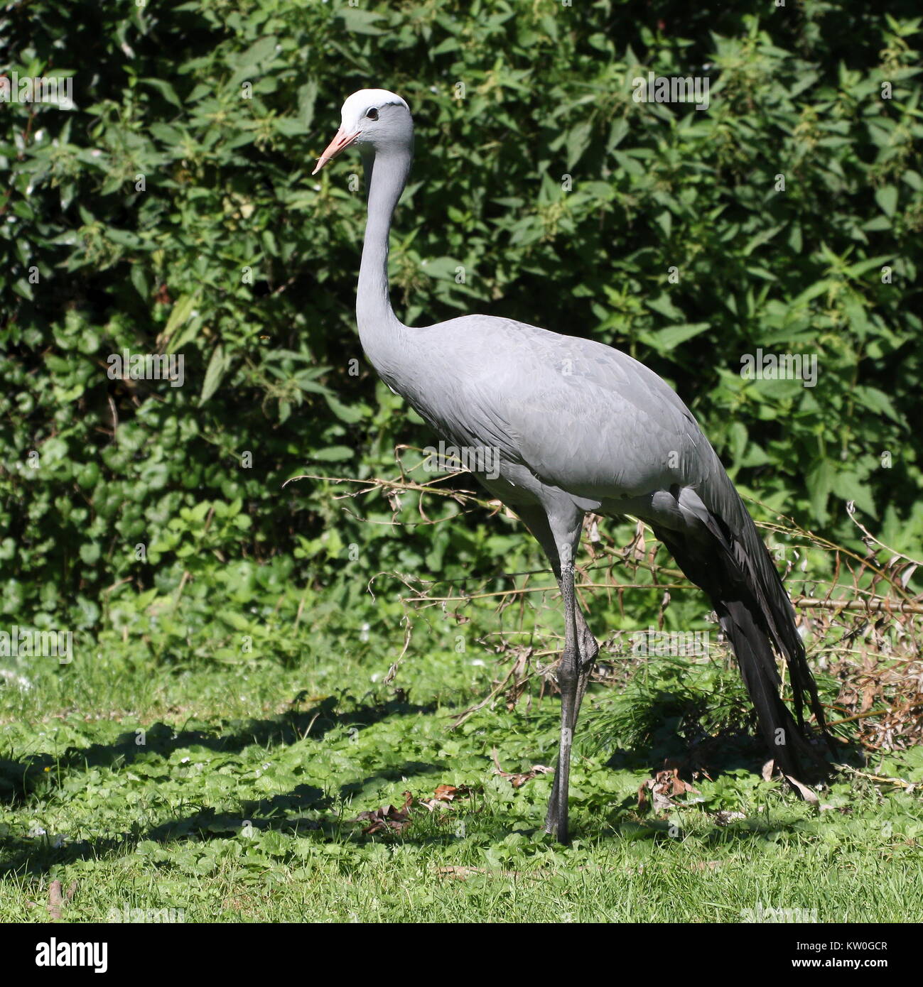 Grue de paradis d'Afrique du Sud (Grus paradisea, Anthropoides paradisea), alias Blue Crane ou Stanley's crane Banque D'Images