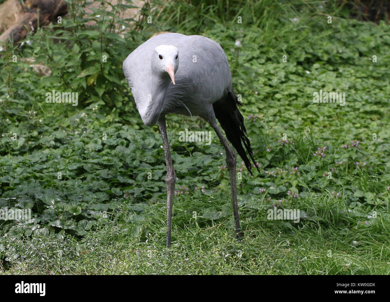 Grue de paradis d'Afrique du Sud (Grus paradisea, Anthropoides paradisea), alias Blue Crane ou Stanley's crane Banque D'Images