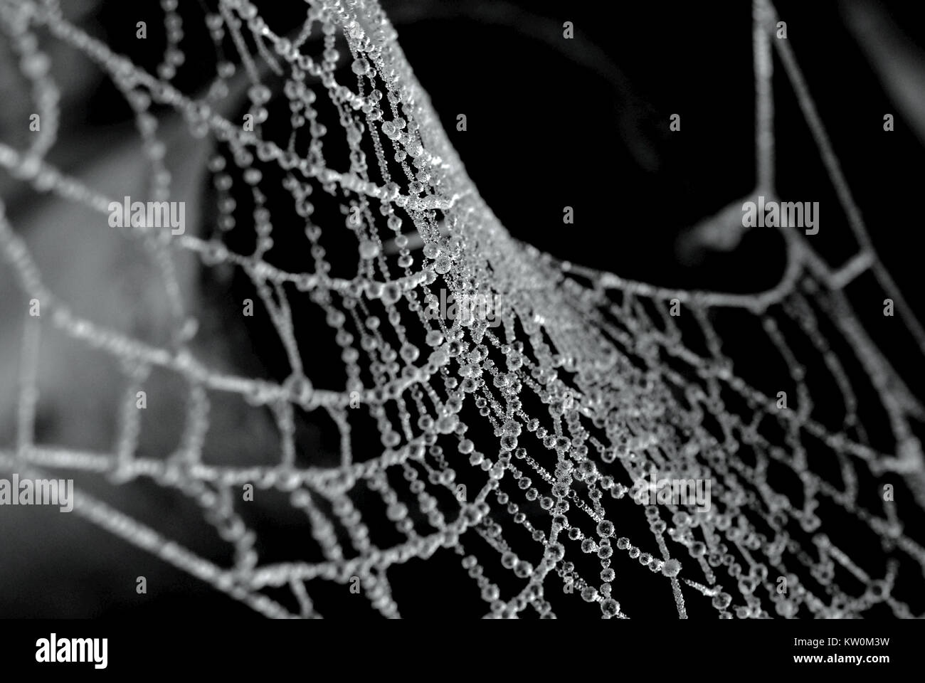 Frozen spider's web, Bury, Angleterre. Banque D'Images