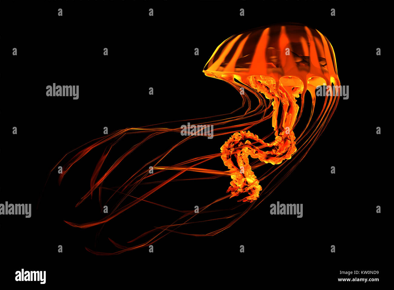Rayé Jaune Rouge - méduses méduses l'océan recherche les poissons proies et utilise ses tentacules venimeux pour soumettre les animaux elle chasse. Banque D'Images