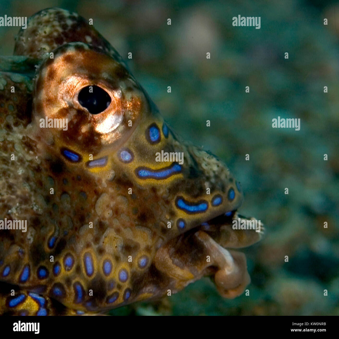 Profil D'UN DRAGONET (SYNCHIROPUS OCELLATUS OCELLATED) Banque D'Images