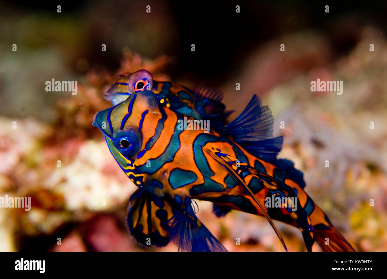 MANDARINFISH OU MANDARIN DRAGONET (Synchiropus splendidus) Banque D'Images