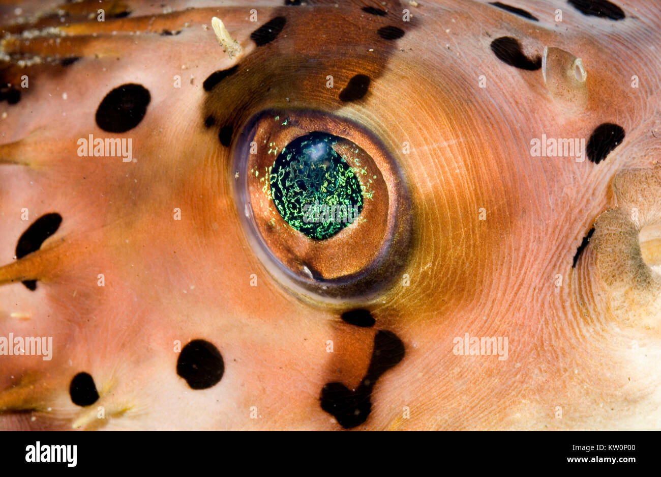CLOSE UP OF LONG-SPINE FISH EYE PORCUPINE Banque D'Images