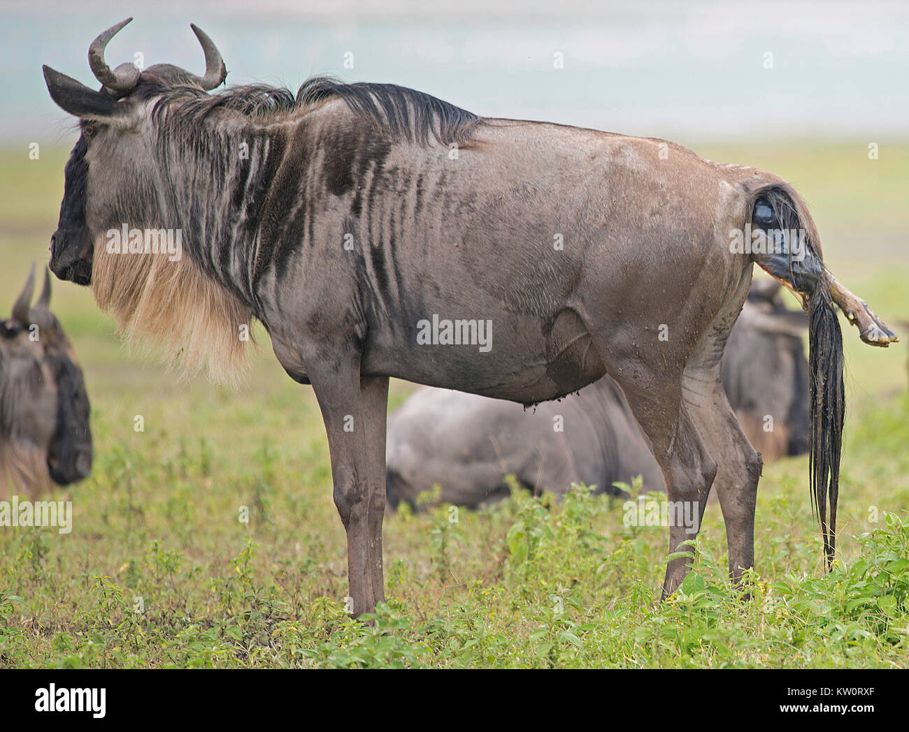 La naissance d'un des gnous dans la savane de la zone de conservation de Ngorongoro en Tanzanie Banque D'Images