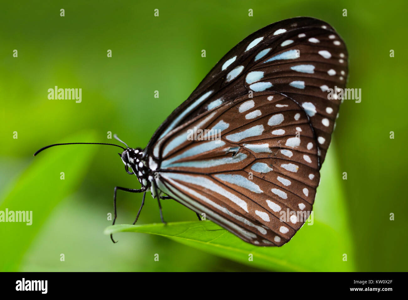 Close up of a Blue Tiger Butterfly, Tirumala limniace, sur une feuille d'Ishigaki, au Japon. Banque D'Images