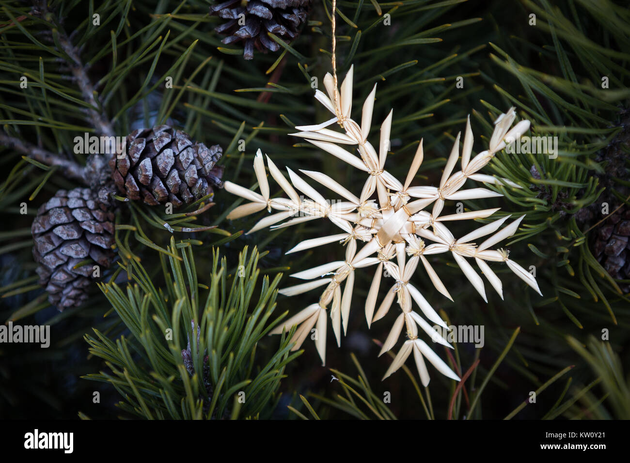 Décoration de Noël étoile jaune paille sur la branche de pin. Noël arrière-plan. Banque D'Images