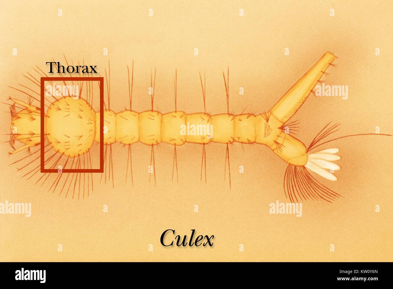 L'identification de la région thoracique Illustration d'une larve de moustique Culex. La tête est attaché au thorax par un col étroit. Le thorax apparaît non segmenté, mais comme la tête, il est en fait composé de plusieurs segments fusionnés. Image courtoisie CDC, 1975. Banque D'Images