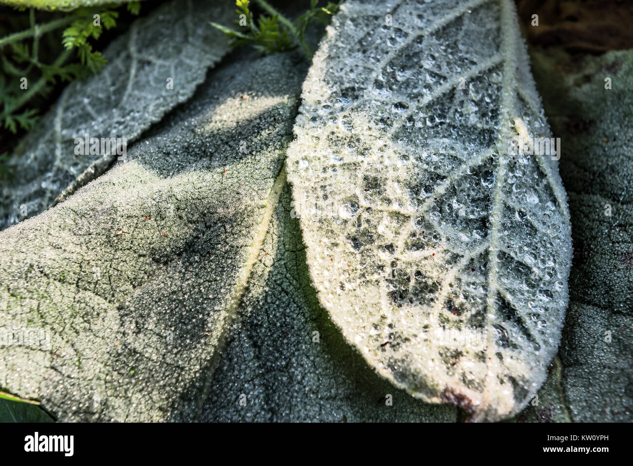 Gros plan macro de la rosée, du givre sur les grandes feuilles de molène vert montrant l'eau, détail et la texture Banque D'Images