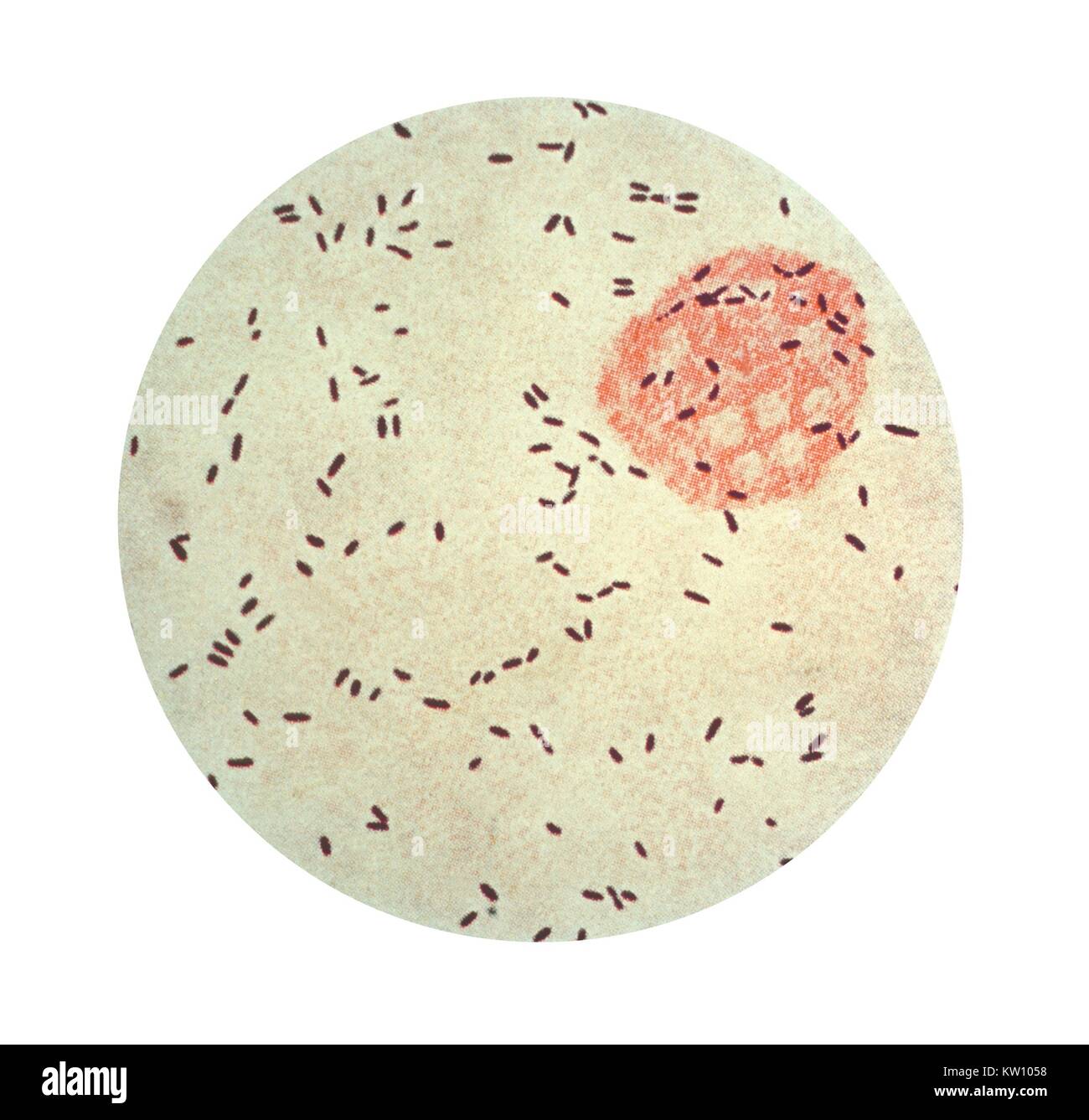 Preserve. бактерии в квашеной капусте. квашеная капуста с кисломолочными бактериями. квашеная капуста пробиотик. соленья для презентации.