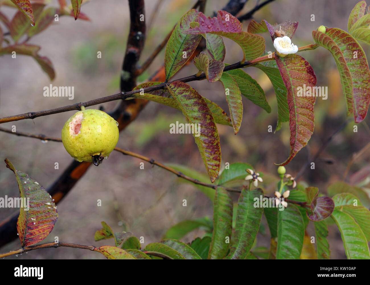 La goyave (Psidium guajava) est une espèce invasive introduite, qui couvre les hautes terres humides d'Isabela. Il est si efficace parce que la pulpe autour de la s Banque D'Images