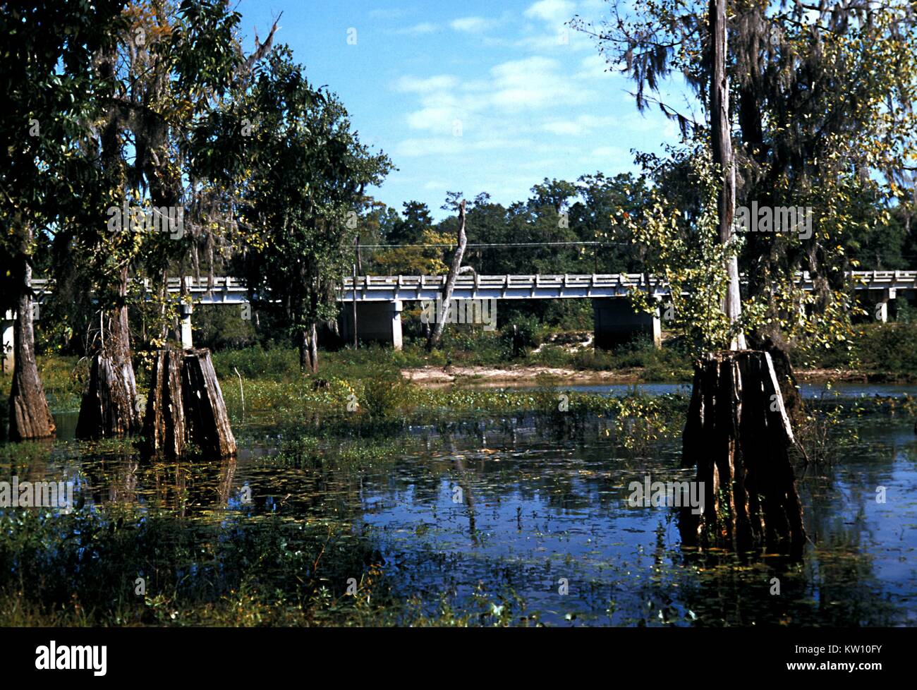 Ce Cypress swamp peut être à la maison à un certain nombre de différentes espèces de moustiques. Ce Cypress swamp en Géorgie est une aire de reproduction pour les moustiques Anopheles crucians. Image courtoisie CDC/Graham Heid, le Dr Harry D. Pratt. 1975. Banque D'Images Ce Cypress swamp peut être à la maison à un certain nombre de différentes espèces de moustiques. Ce Cypress swamp en Géorgie est une aire de reproduction pour les moustiques Anopheles crucians. Image courtoisie CDC/Graham Heid, le Dr Harry D. Pratt. 1975. Banque D'Images