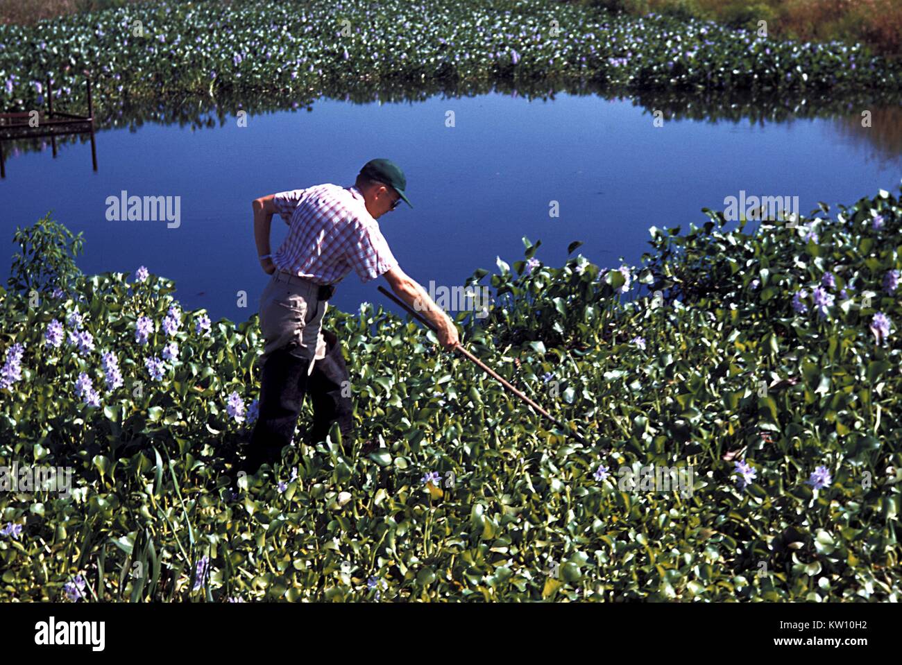 Lac d'eau douce les moustiques sont trouvés parmi les jacinthes d'eau. La jacinthe d'eau dans un étang de la Louisiane peut agir comme le terreau de l'Anopheles quadrimaculatus, Mansonia et Culex, qui l'ancre sur les plantes, et sont protégés contre les vagues. Image courtoisie CDC/Graham Heid, le Dr Harry D. Pratt. 1975. Banque D'Images Lac d'eau douce les moustiques sont trouvés parmi les jacinthes d'eau. La jacinthe d'eau dans un étang de la Louisiane peut agir comme le terreau de l'Anopheles quadrimaculatus, Mansonia et Culex, qui l'ancre sur les plantes, et sont protégés contre les vagues. Image courtoisie CDC/Graham Heid, le Dr Harry D. Pratt. 1975. Banque D'Images