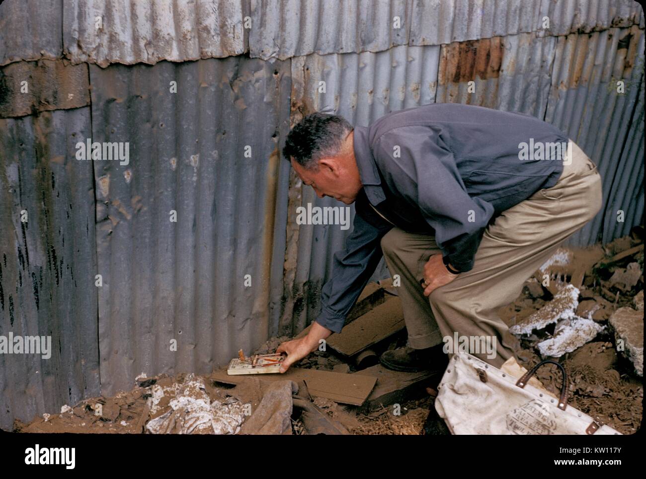 Un travailleur de la santé publique la pose de pièges à rats au cours d'une étude de la peste. Des millions de personnes en Europe sont morts de la peste au Moyen Âge, lorsque nos maisons et lieux de travail ont été habitées par des rats infestés de puces transportant la bactérie Yersinia pestis. Image courtoisie CDC. 1981. Banque D'Images