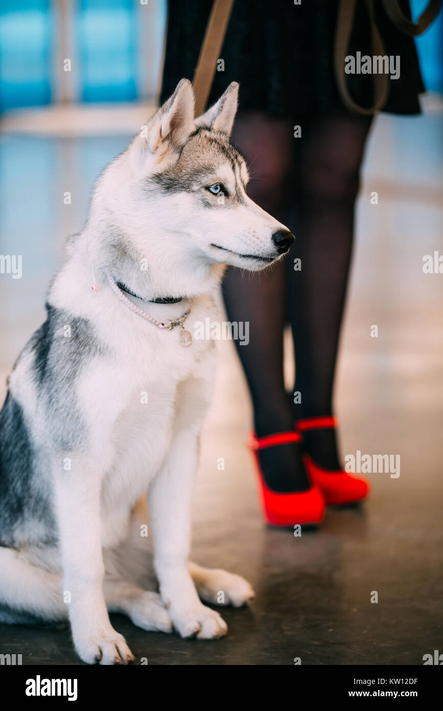 Jeunes blancs et gris Husky Eskimo Dog à pieds de Mistress Banque D'Images