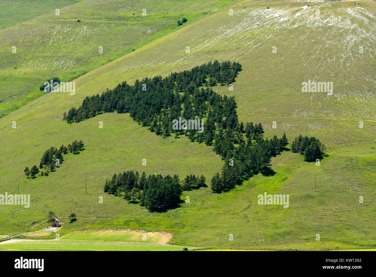Bois en forme d'Italie à Castelluccio di Norcia, Parc national des montagnes Sibillini, Ombrie, Italie Banque D'Images