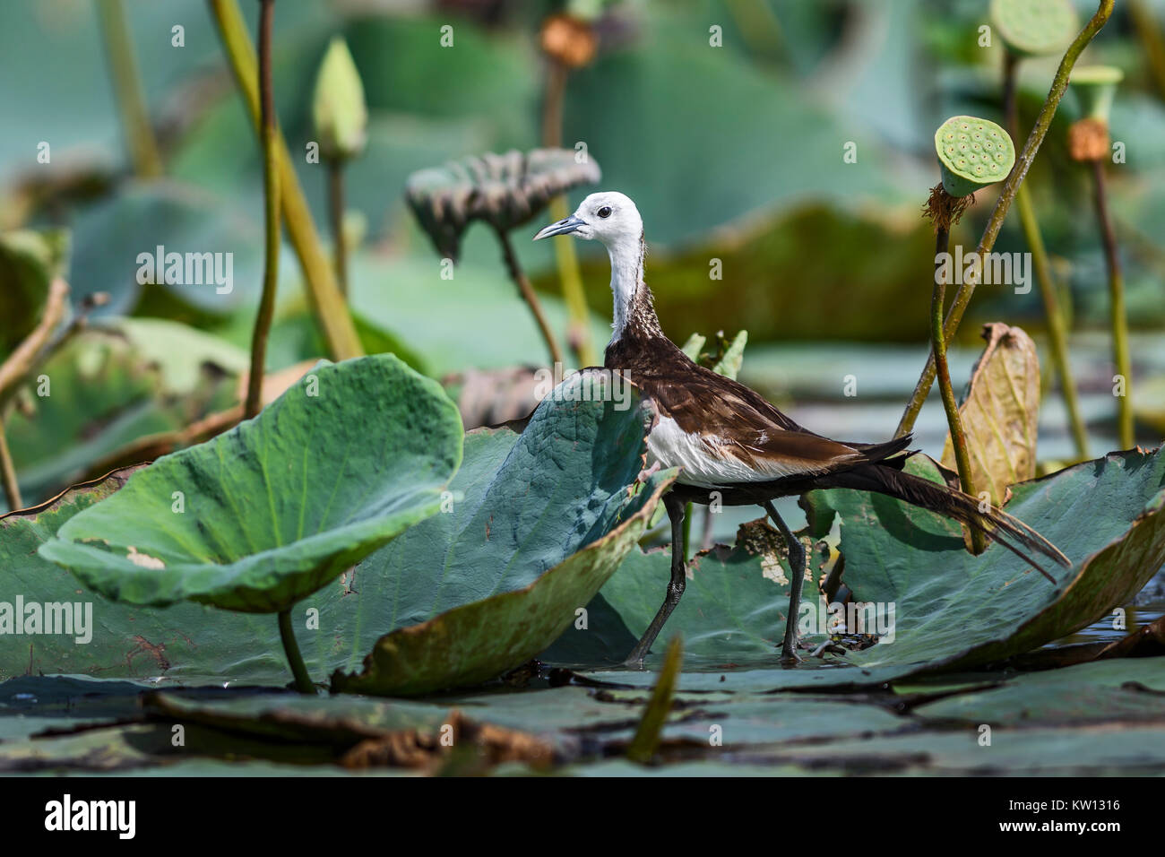 Pheasant-tailed Jacana - Hydrophasianus chirurgus marcher sur la végétation flottante, lac, Sri Lanka Banque D'Images