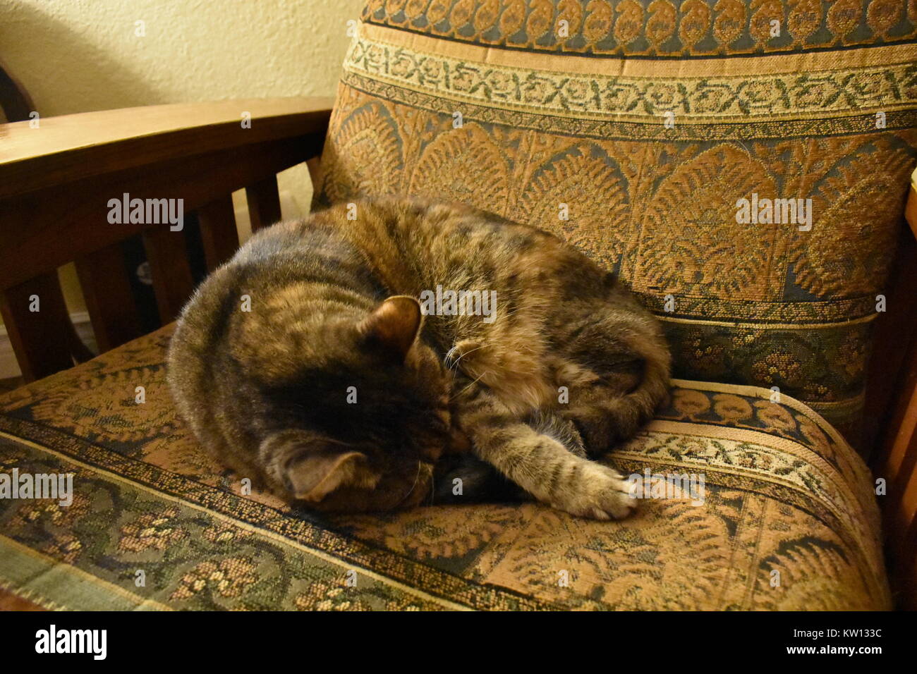 Maison Tabby cat sleeping on chair Banque D'Images