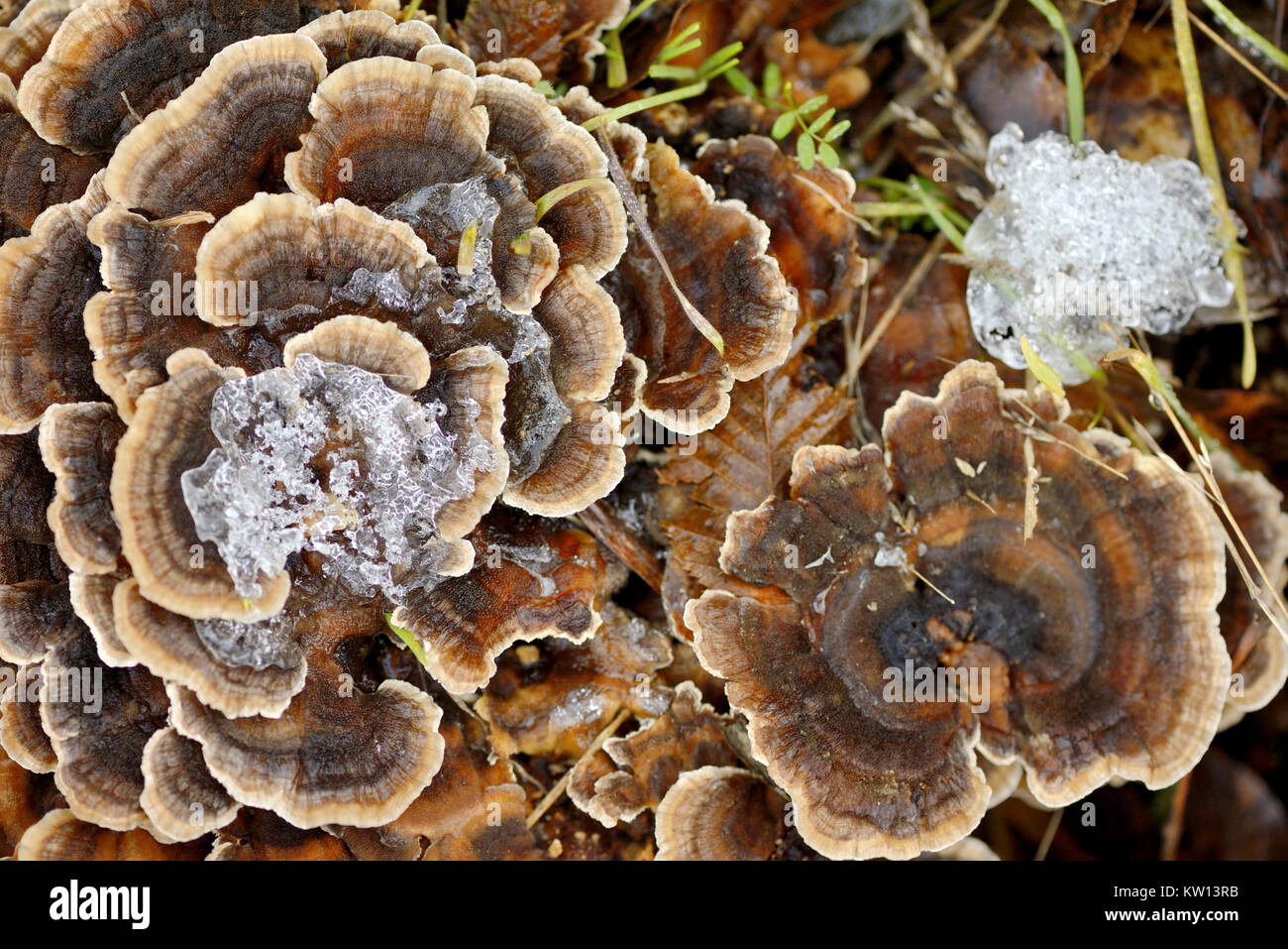 Champignons Grifola frondosa en forêt en hiver Banque D'Images