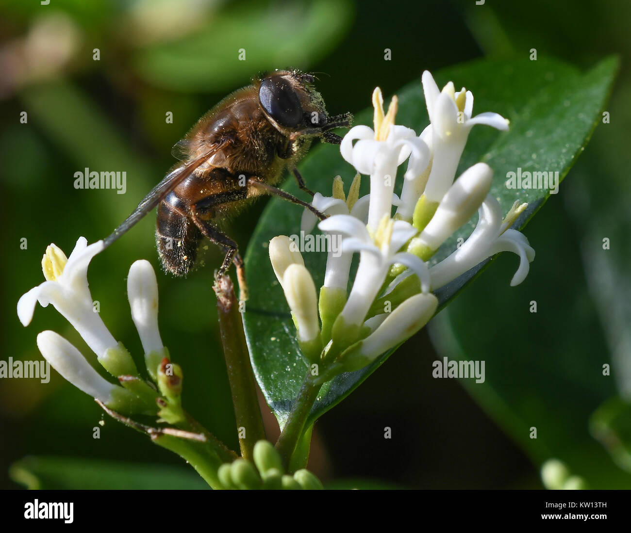 Hover fly se nourrissant sur une fleur de troène Banque D'Images
