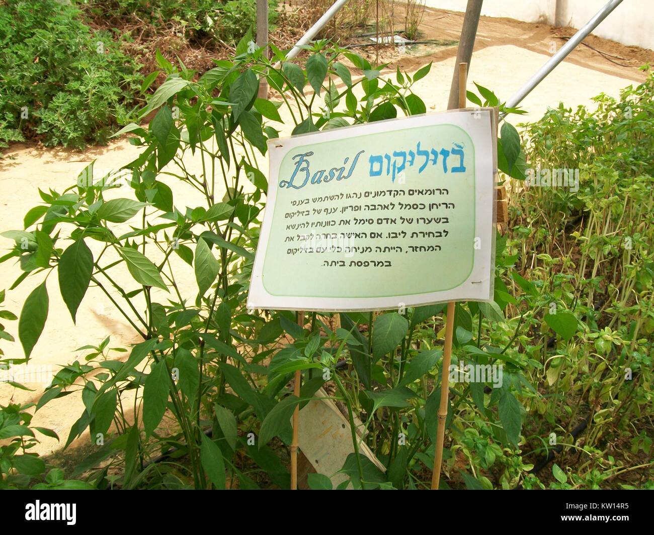 Le basilic cultivées en hydroponique, en utilisant l'eau recyclée, partiellement à Shvil Hasalat experimental farm dans le désert du Néguev, en Israël, en 2012. Banque D'Images