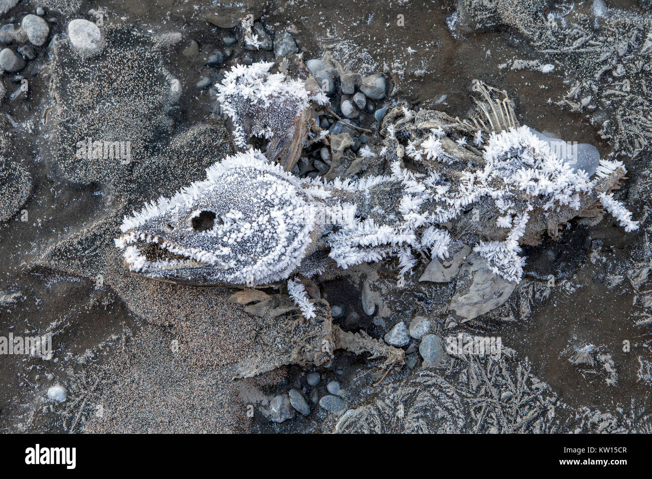 Saumon congelé carcasse sur une plage dans le sud-est de l'Alaska avec le gel. Banque D'Images