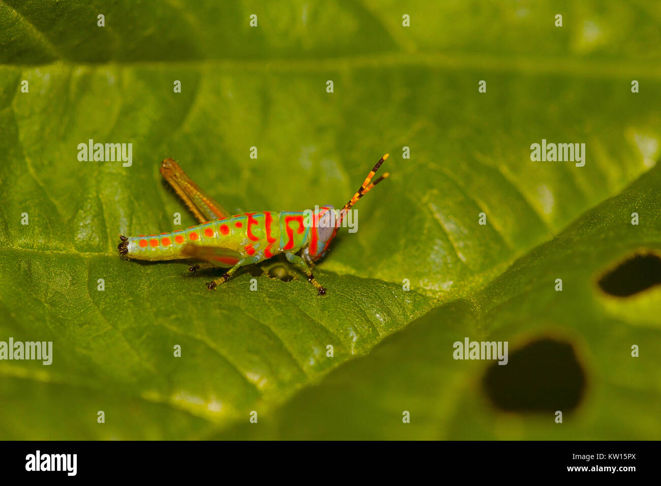 Petit Clown sauterelle, Pondichéry, Tamilnadu, Inde. Banque D'Images